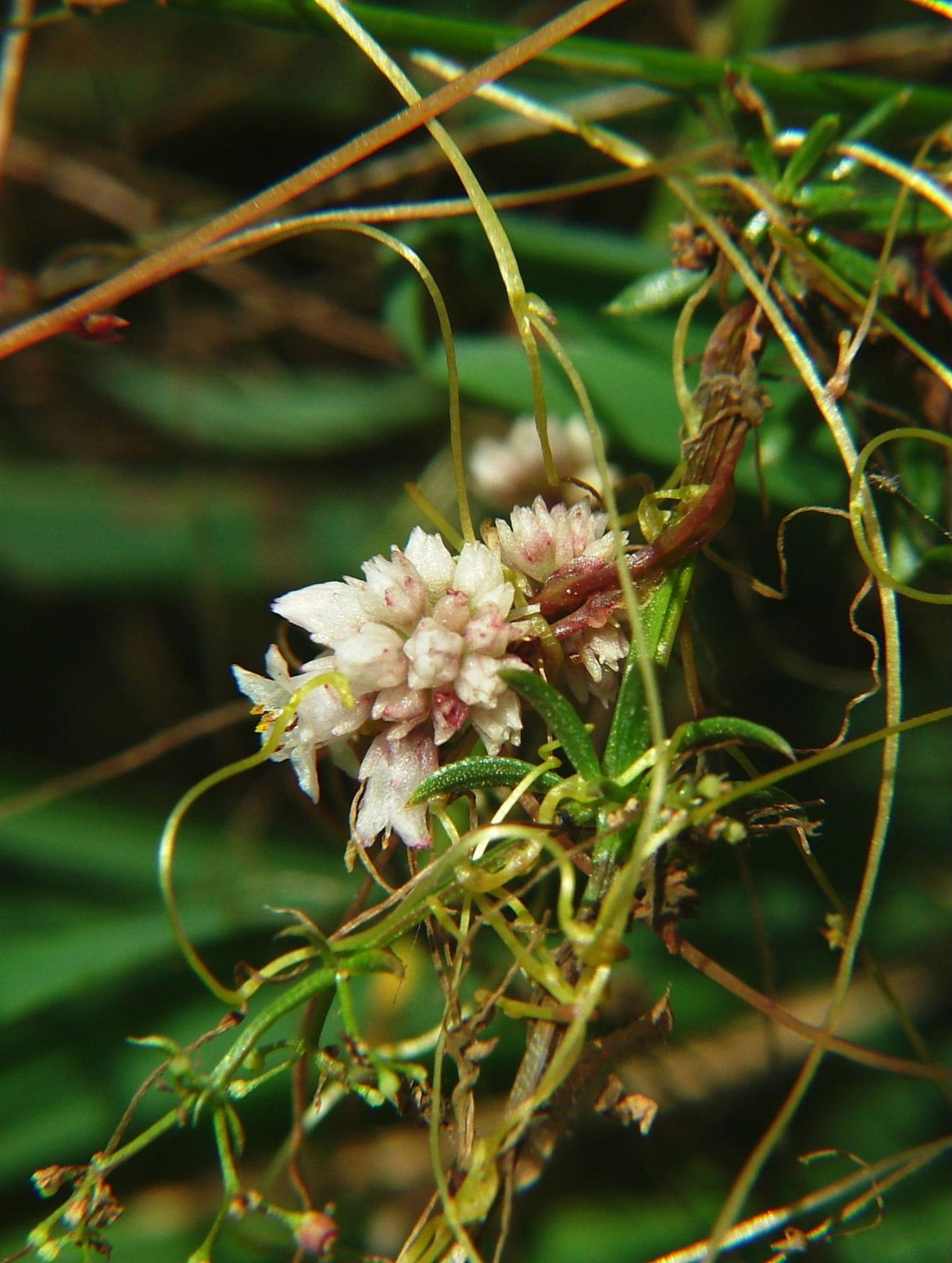 Cuscuta epithymum / Cuscuta epitimo